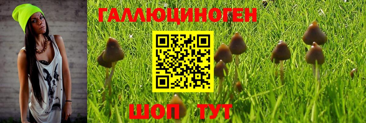 где найти наркотики  Вход с VPN  Курск  Галлюциногенные грибы Magic Shrooms 